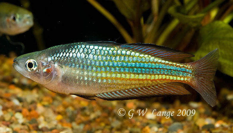 Snapper Creek Rainbowfish