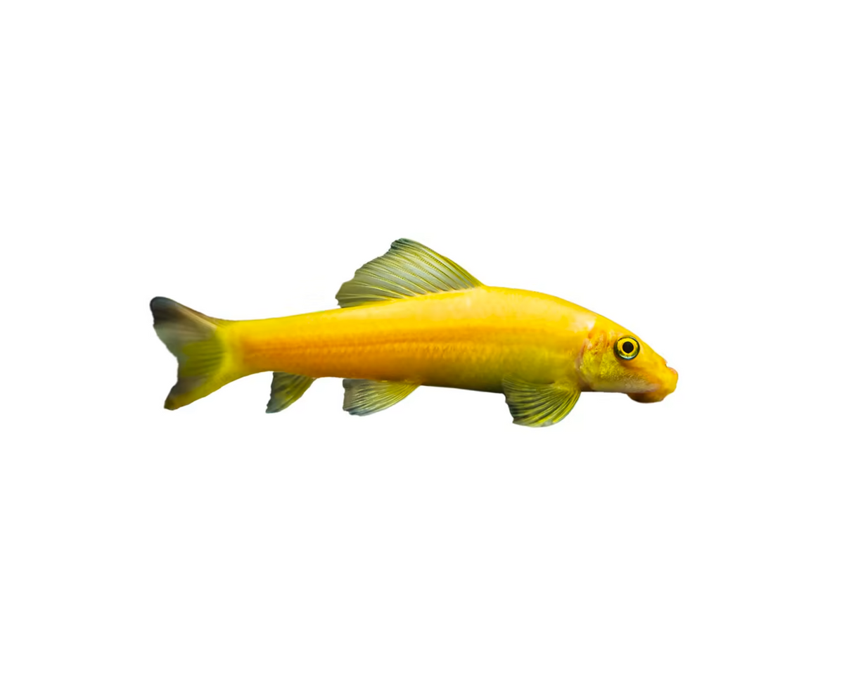 Gold Algae Eater/ Sucking Catfish