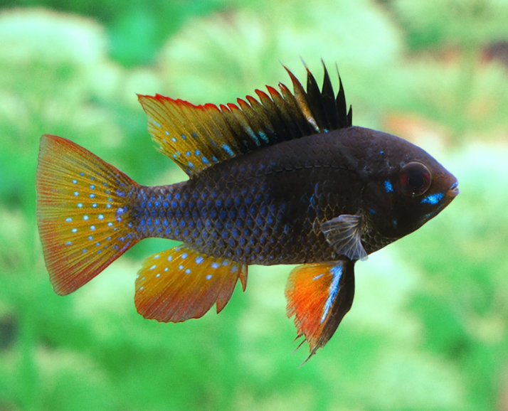 Blue Black Ram Cichlid 