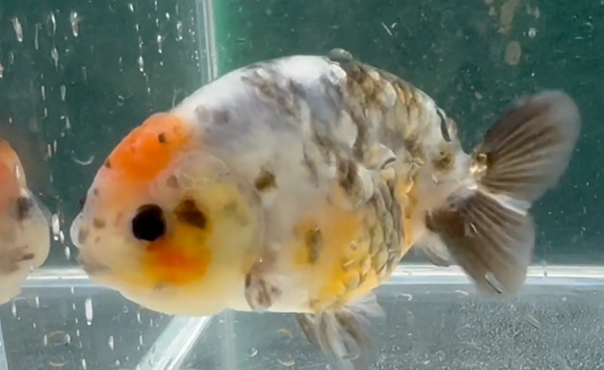 Calico Lionhead Ranchu (Release Date :7 May 2024)