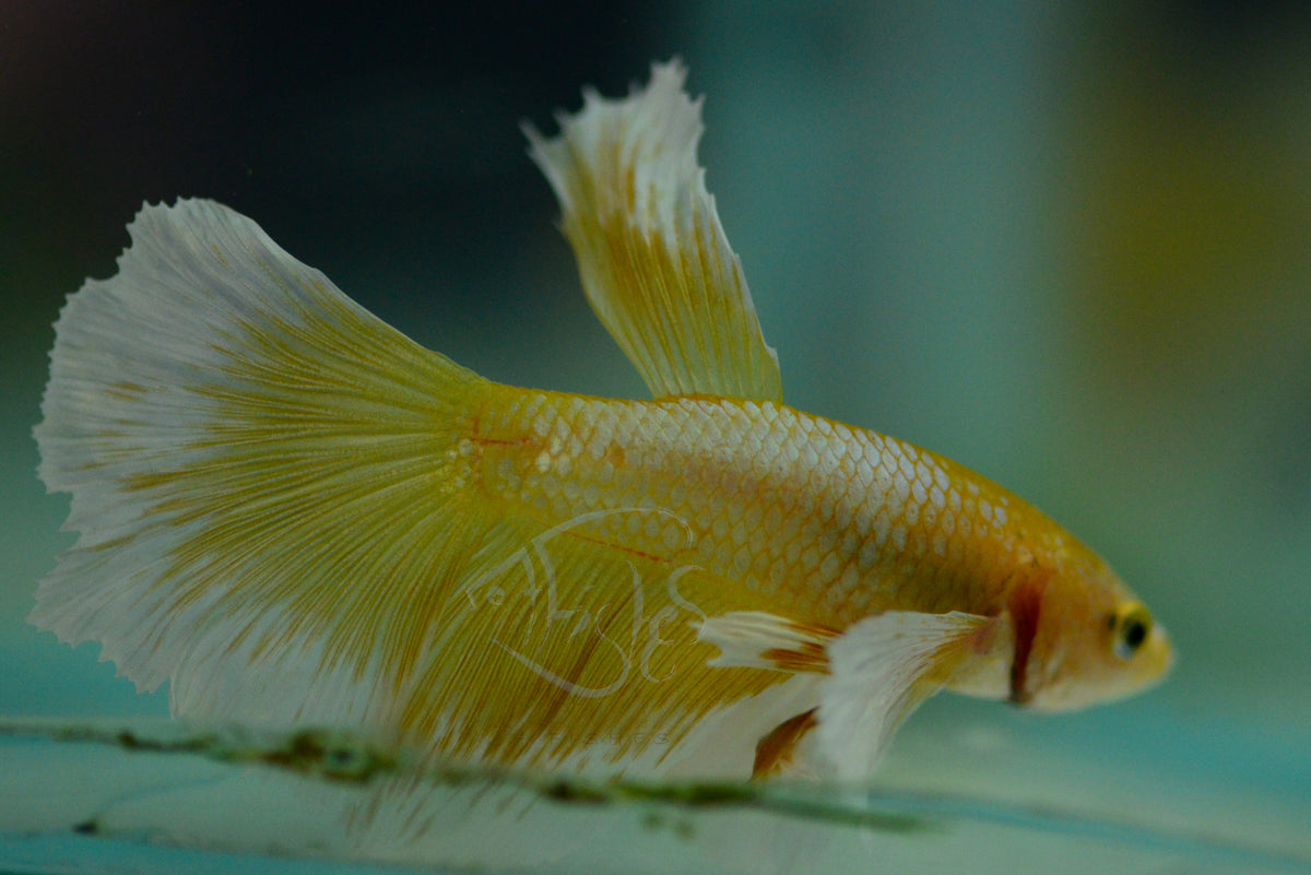 Gold Yellow Dumbo Delta-tail Male