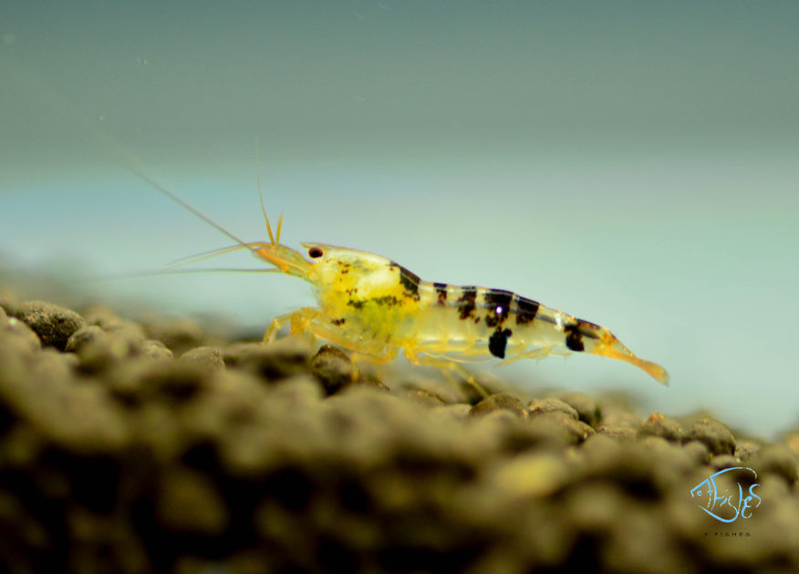 Black Calceo Shrimp | Seven Fishes