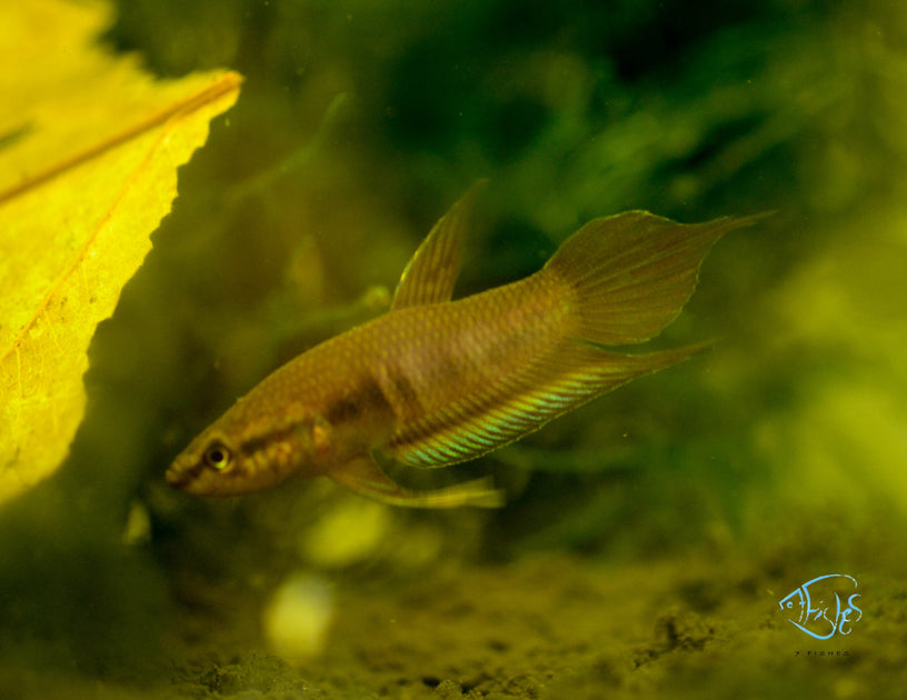 Betta Dimidiata Pairs Seven Fishes