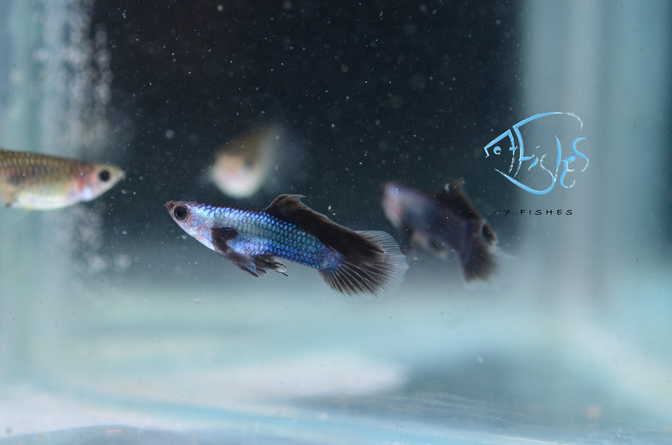Zippay top aquarium supplies