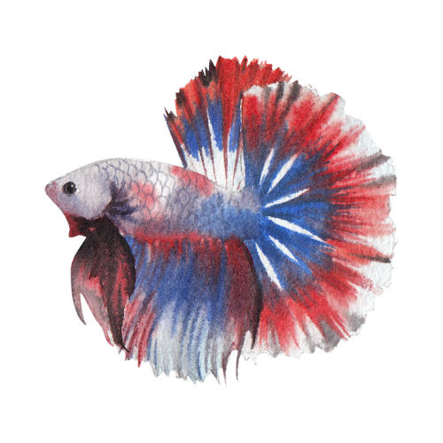 Bettas & Their Colours | A Change in Style
