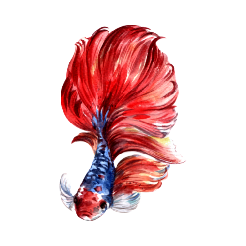 An Intro to Betta Fish