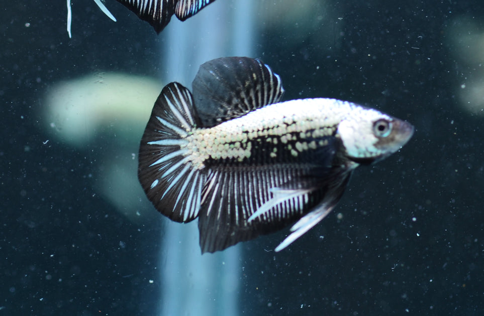 Dragons | Seven Fishes