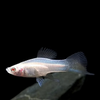 Albino Swordtail