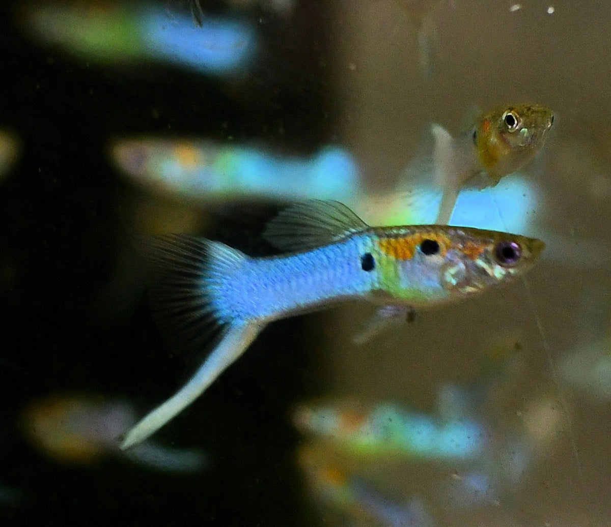 Japanese Blue Lyretail Guppy Male