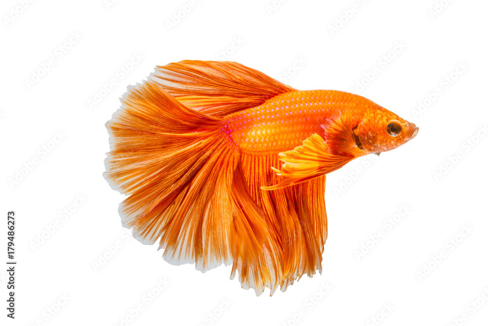 Assorted Orange Delta-tail Male