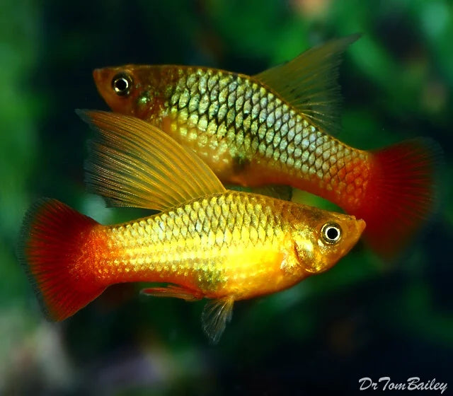 Variatus Highfin Platy