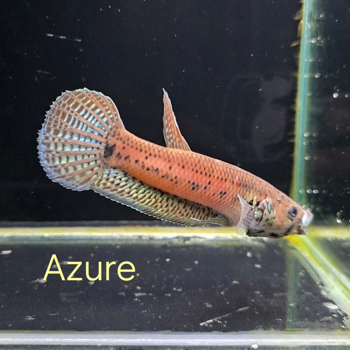 Betta Unimaculata Wahau | Seven Fishes