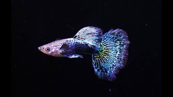 Blueberry Guppy Male