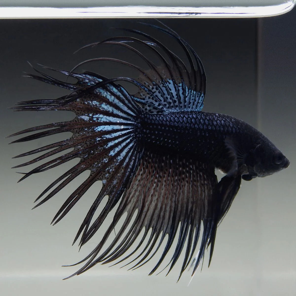 Assorted Black Crowntail Male