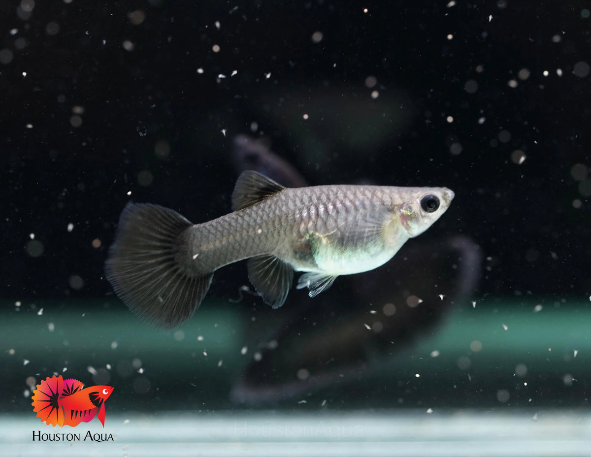 Black Guppy Female