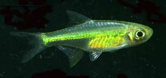 Neon Green Rasbora (Microdevario kubotai)