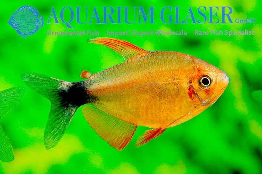 Peppermill Tetra 3cm (Hyphessobrycon peugeoti)