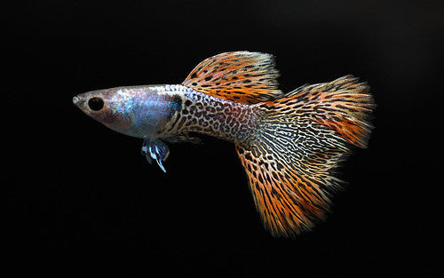 Red Metal Lace Guppy Pair