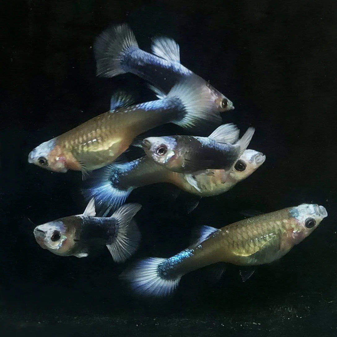 Blue/Purple Koi Guppy Pair