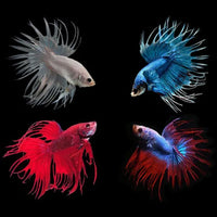 Load image into Gallery viewer, Assorted Crowntail Male
