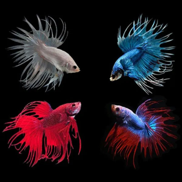 Assorted Crowntail Male