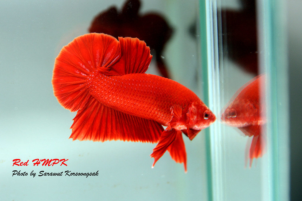 Assorted Red HMPK Male