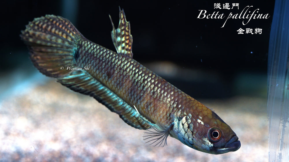 Betta Pallifina Red Mahakam Pair