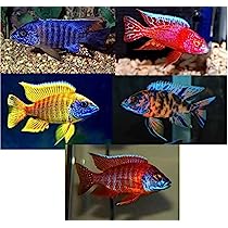 Bulk Pack - Assorted Peacock Cichlid x 10