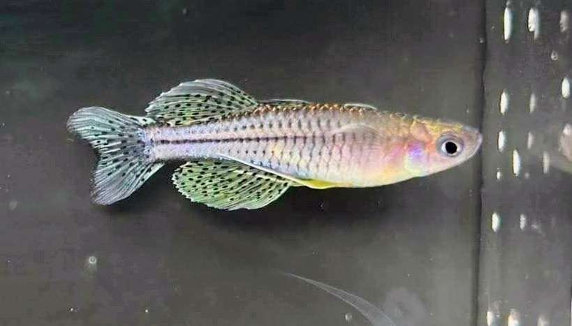 Spotted Blue Eye (Cato Swamp)