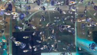 Load image into Gallery viewer, Blue Queen Guppy Male
