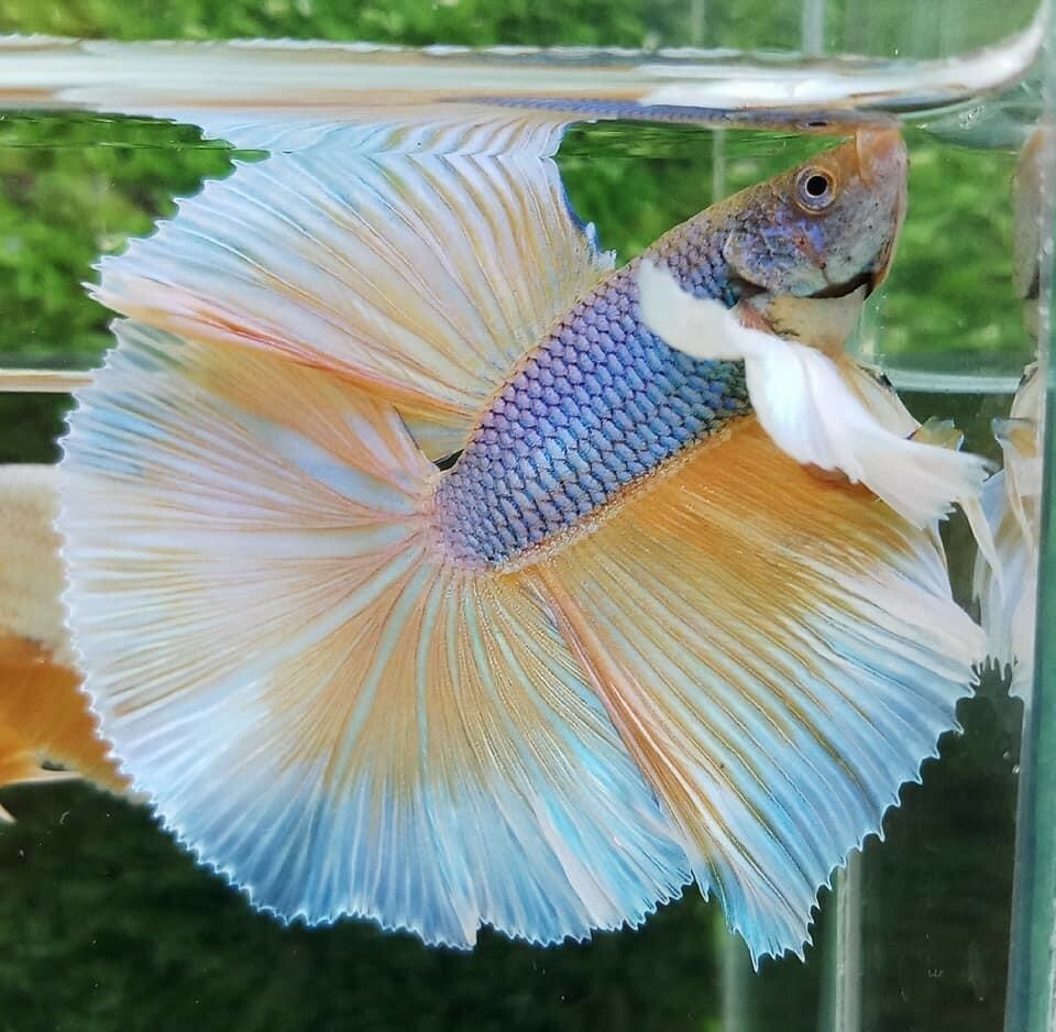 Assorted Pineapple Dumbo Halfmoon Male