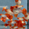 Koi Snakeskin Guppy Pair