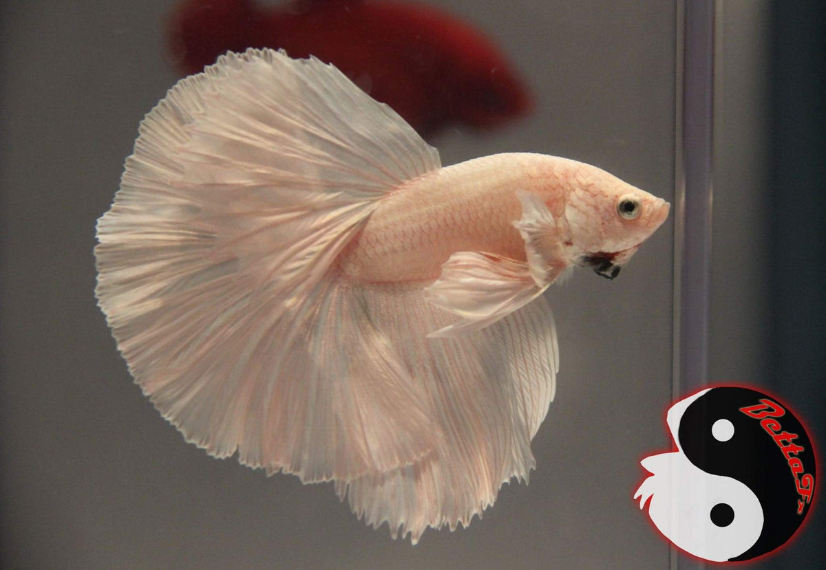 Assorted Platinum Halfmoon Male