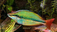 Load image into Gallery viewer, Woomera Creek Rainbowfish Juvenile  (Melanotaenia Trifasciata)
