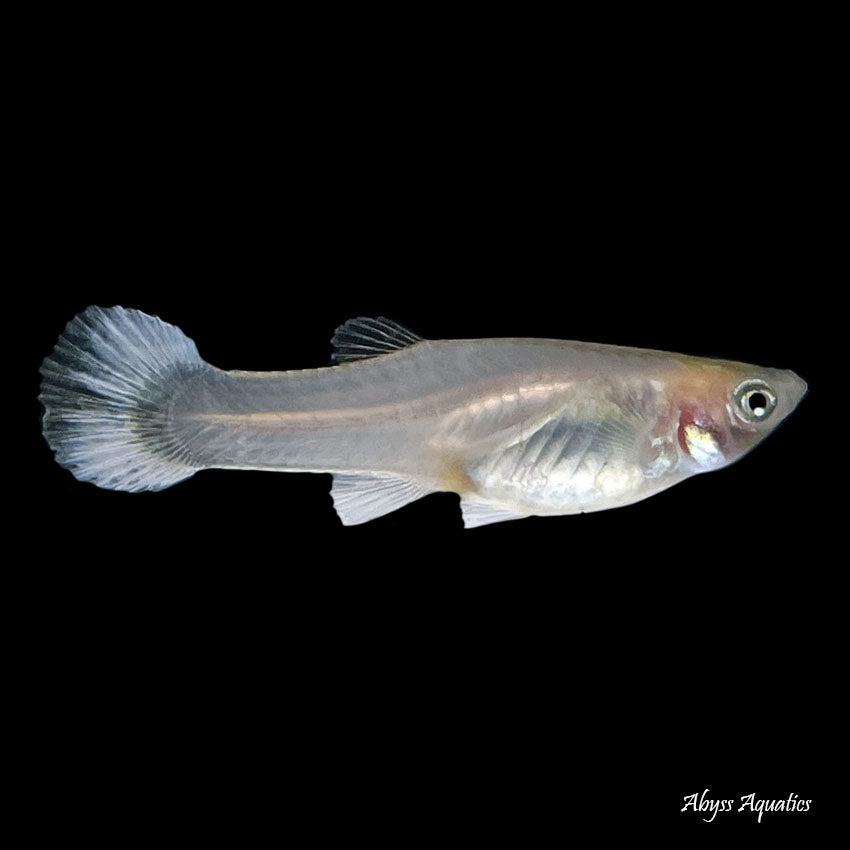 White Guppy Female