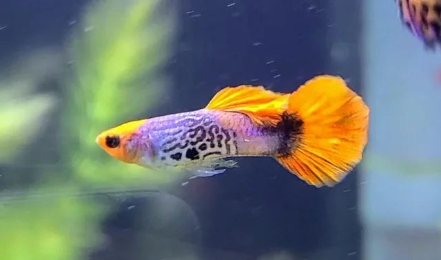 Koi Cobra Guppy Male