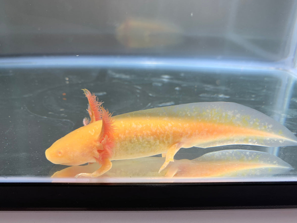 Gold Axolotl