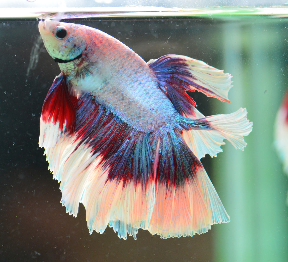 Lavender Butterfly Halfmoon Male
