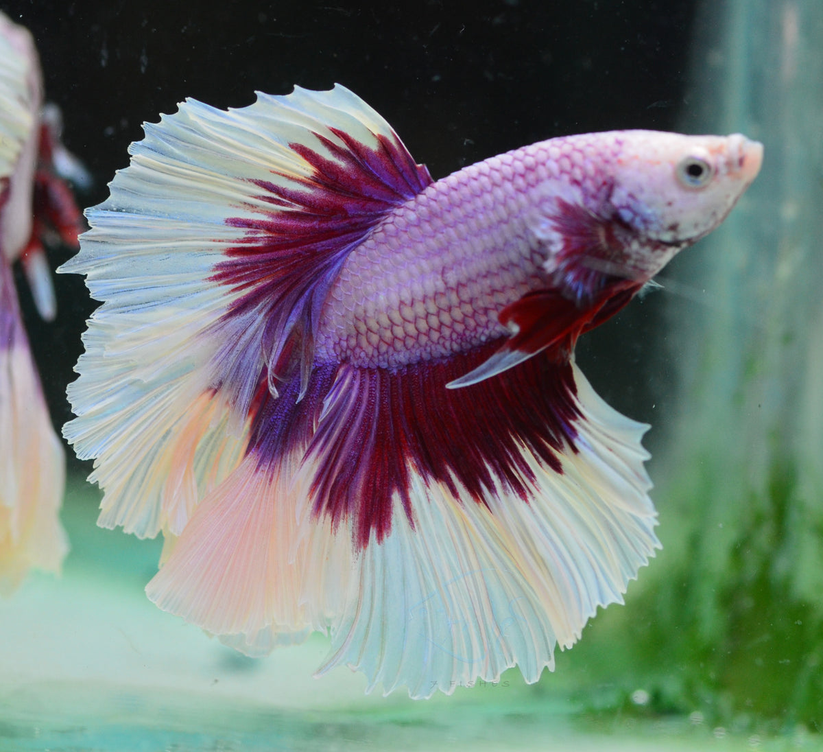 Purple Butterfly Halfmoon Male