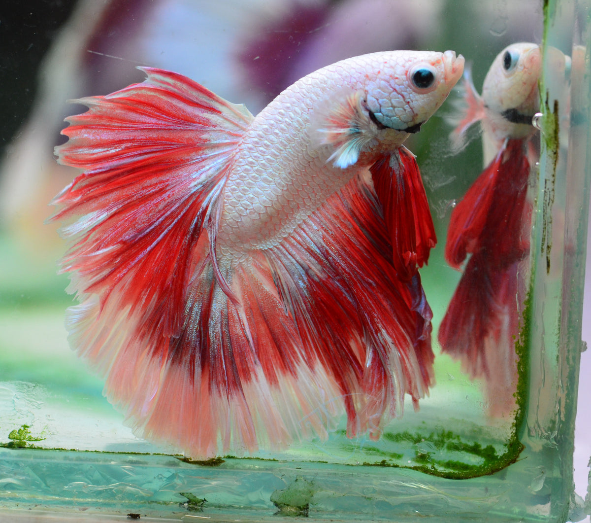 Red Dragon Halfmoon Male