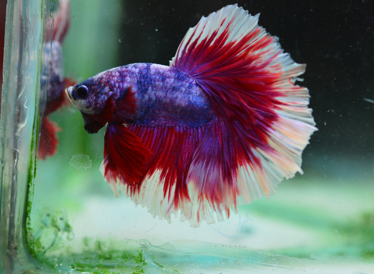 Purple Marble Halfmoon Male