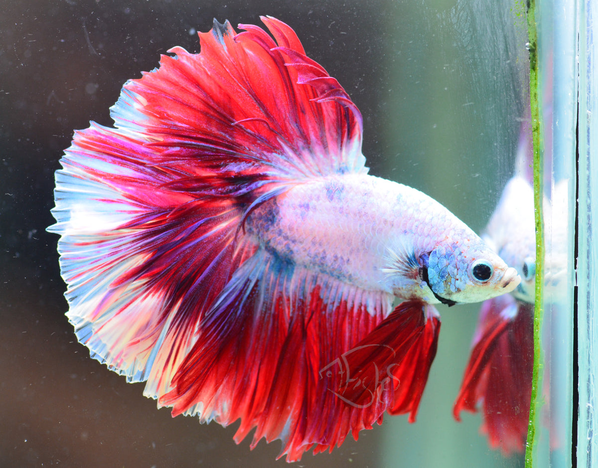 Purple Marble Halfmoon Male