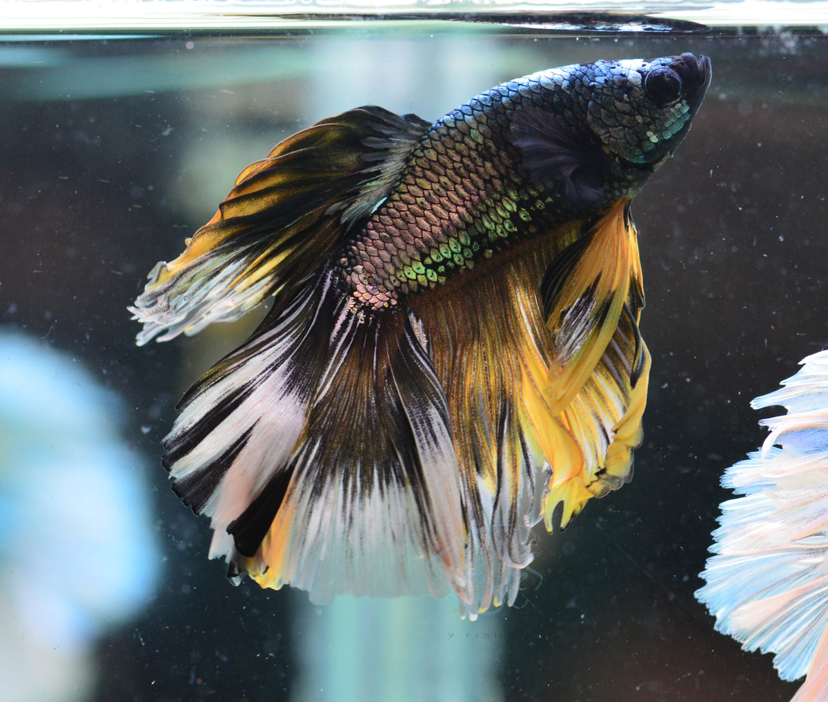 Copper Black Halfmoon Male