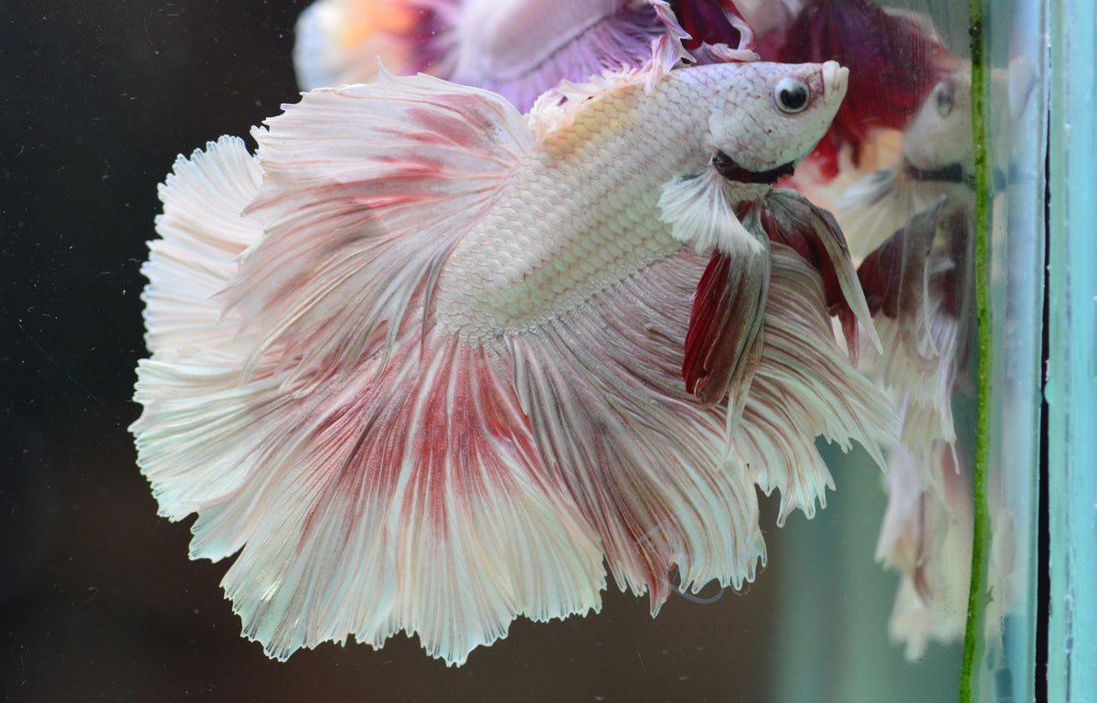 Platinum Red Halfmoon Male