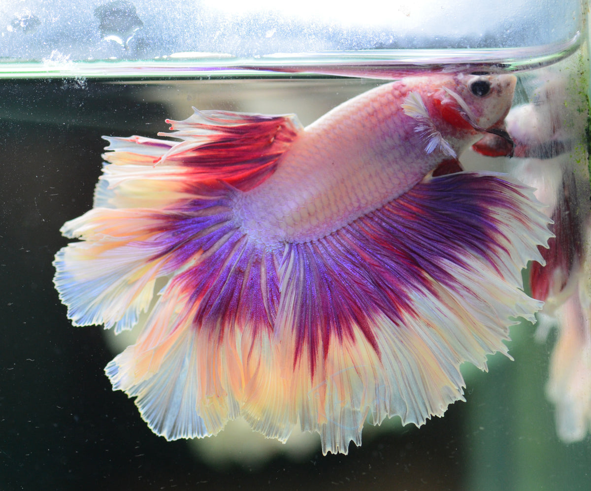 Purple Butterfly Halfmoon Male