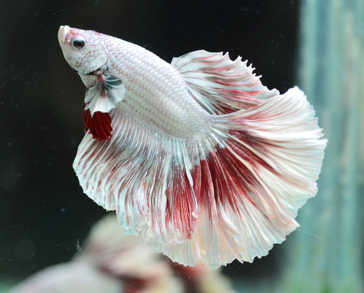 Red Snow Dragon Halfmoon Male