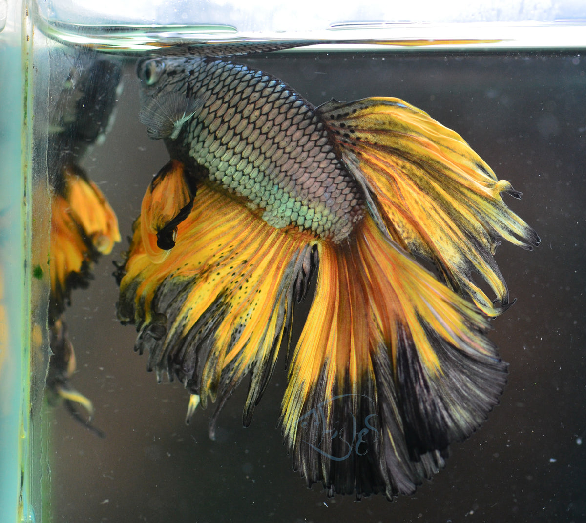 Copper Yellow Halfmoon Male