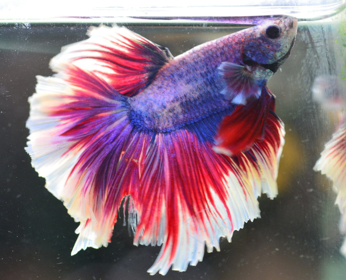 Purple Marble Halfmoon Male