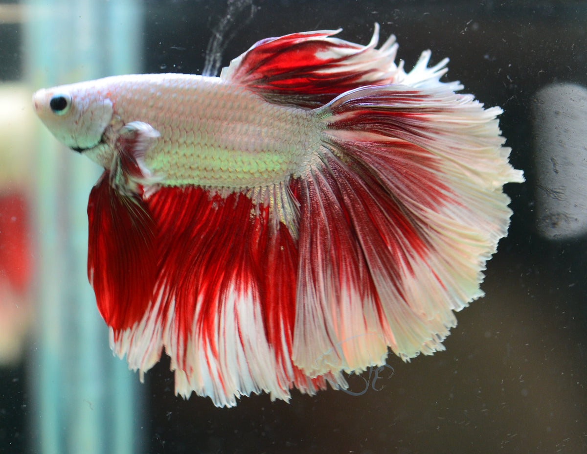 Red Dragon Butterfly Halfmoon Male