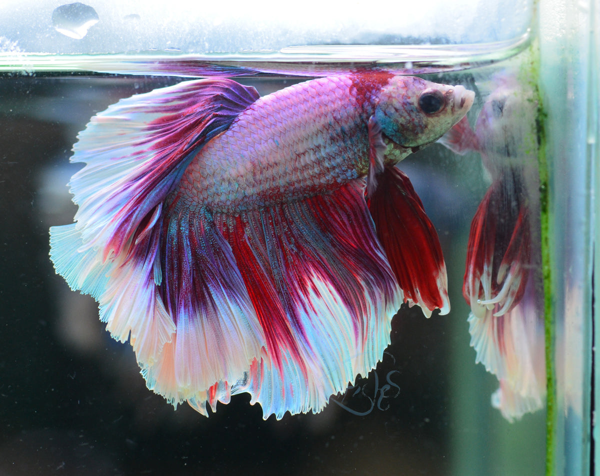 Purple Butterfly Halfmoon Male